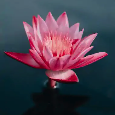 water-lilly-pink