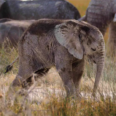 Baby-Elephant