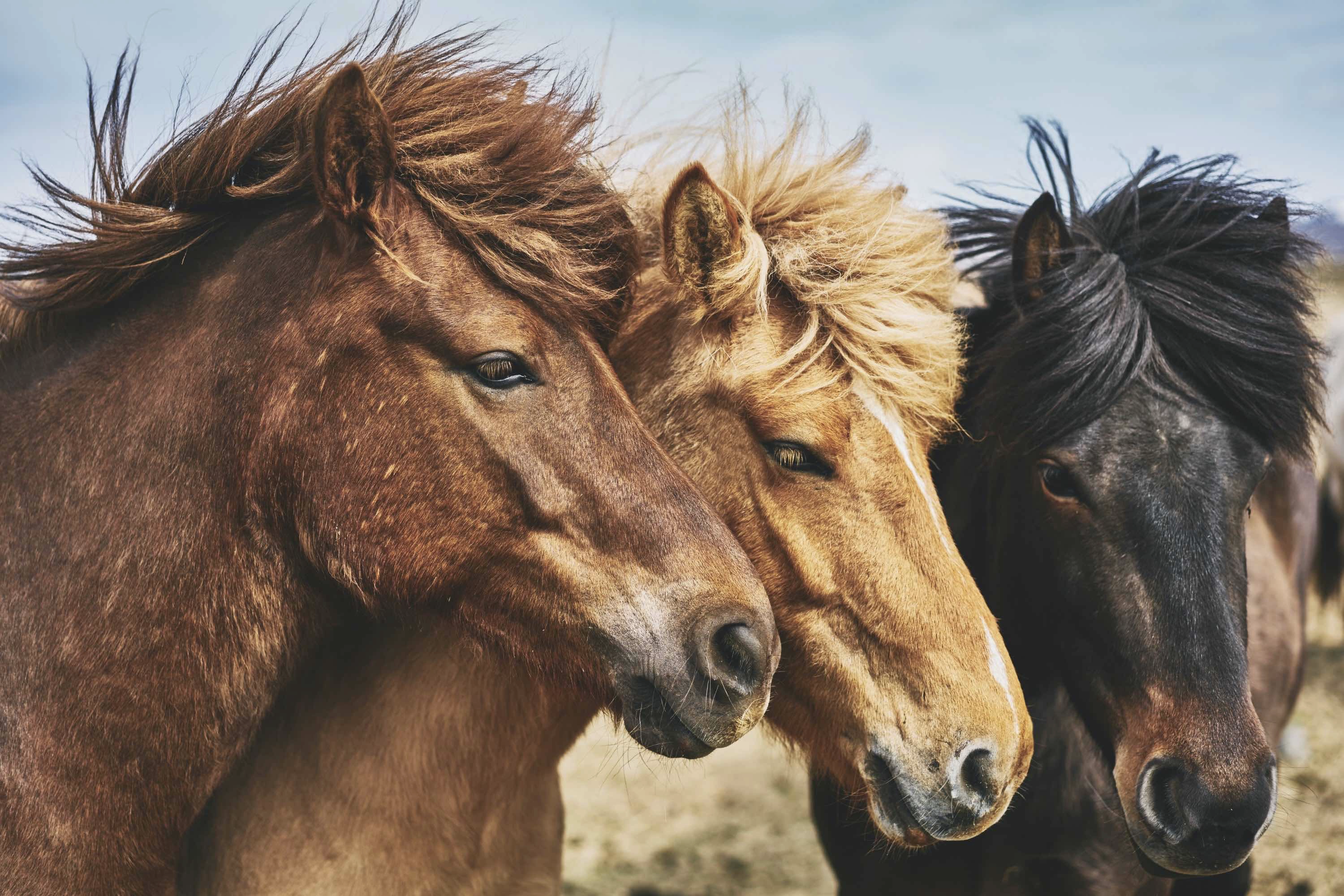 Three horses
