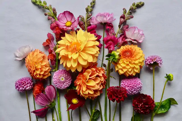 Orange and pink flowers