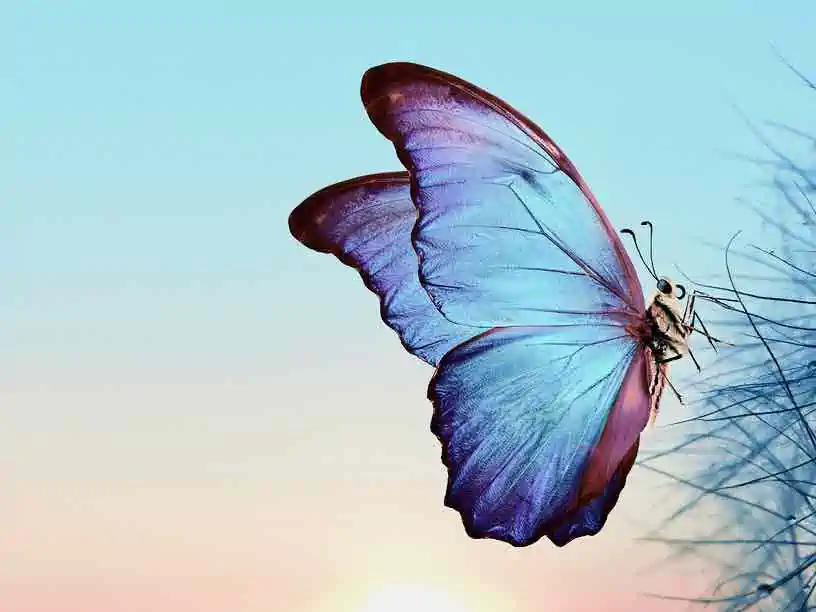 Blue butterfly on dandeloin