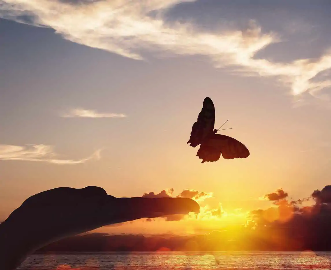 Butterfly released