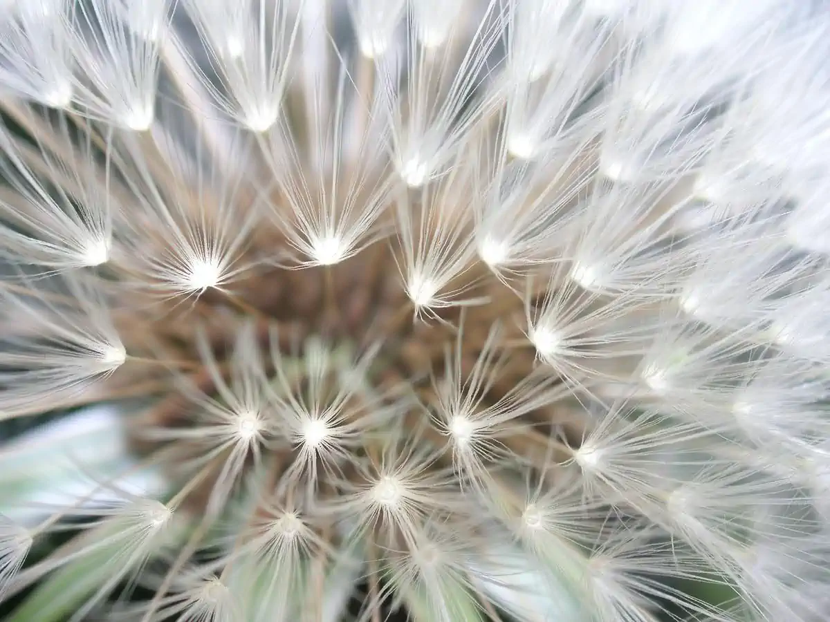 Dandeloin closeup